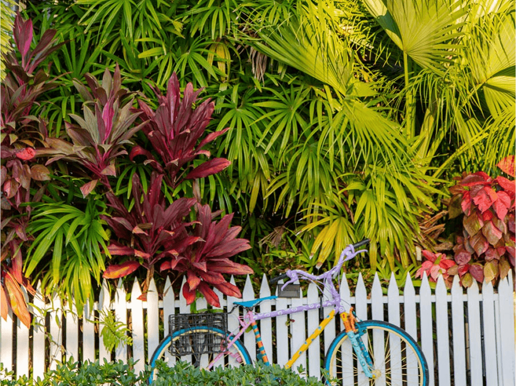 Colorful bike parked in front of vibrant plants