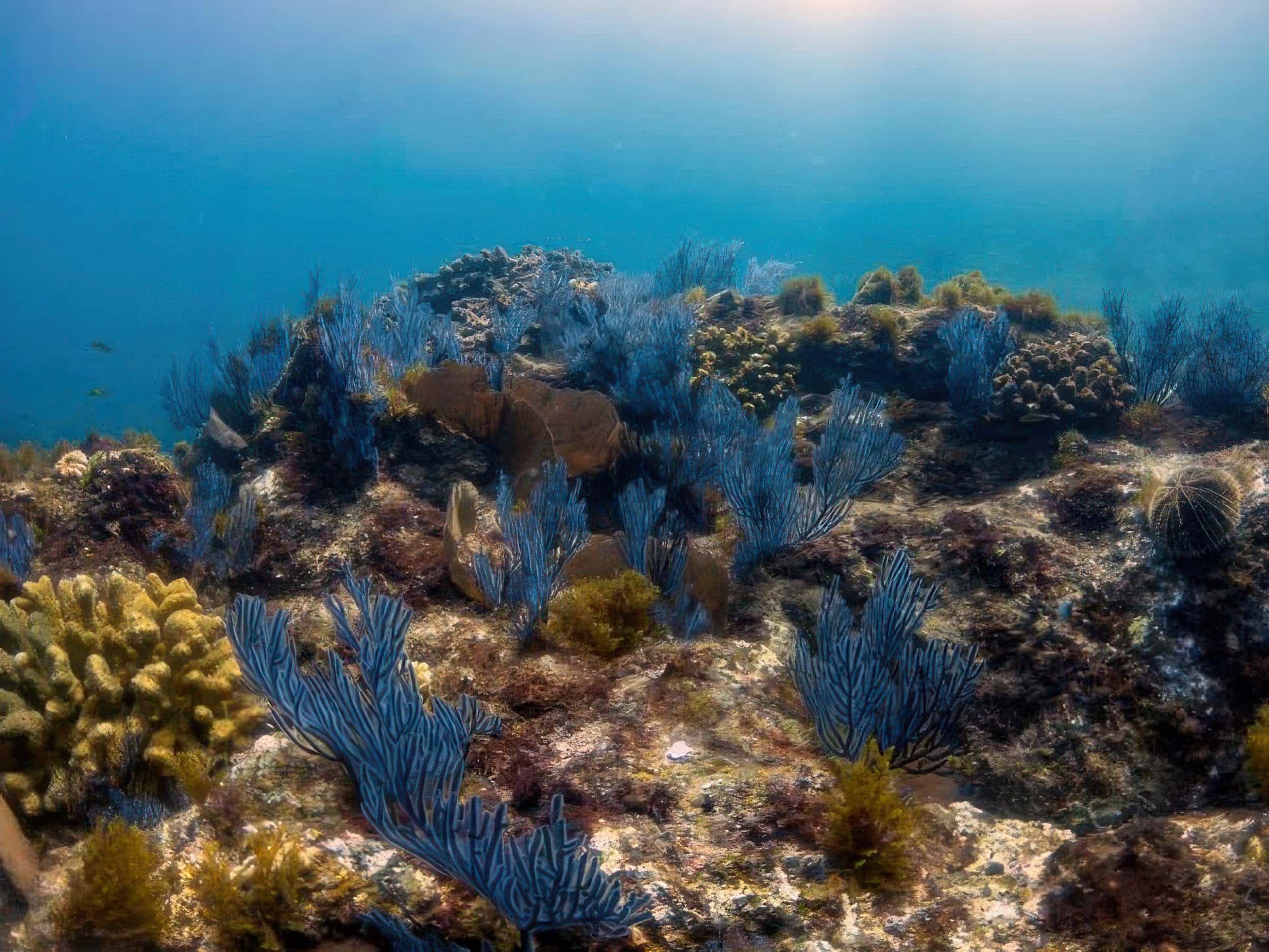 Soft coral in Baja California, Mexico