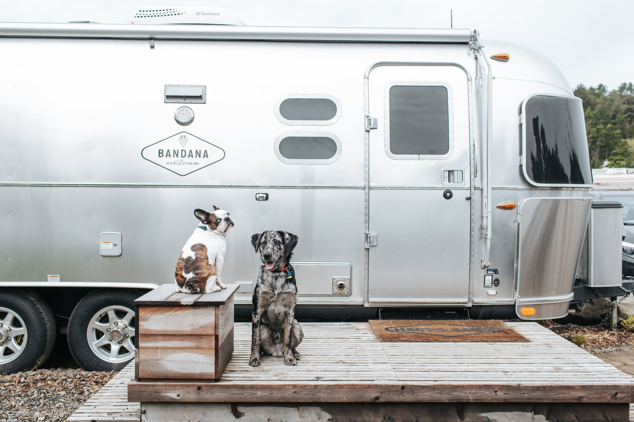 Two dogs sitting outside an airstream at Hart's Camp